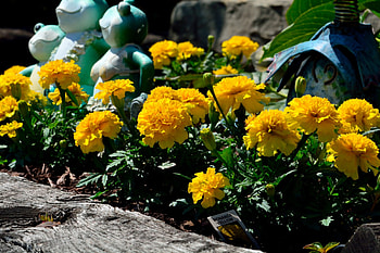 Scenic Spring Garden, smash mash, spring flowers, yellow flowers, spring garden HD wallpaper