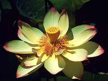 flower, flowers HD wallpaper