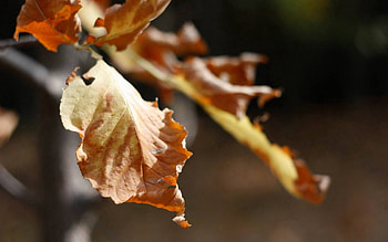 Macro, Sheet, Leaf, Branch, Dry HD wallpaper