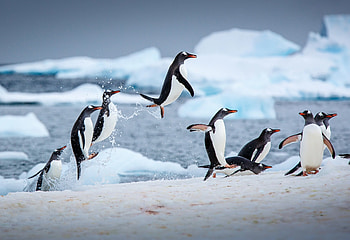 Antarctica, Penguins, Friends HD wallpaper