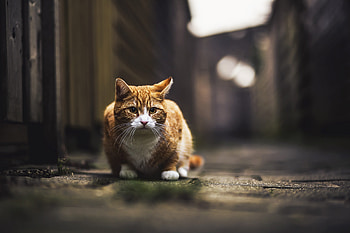 Cat Super , cat, animals HD wallpaper
