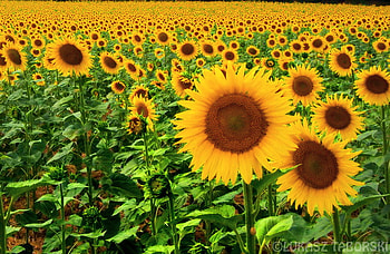 Fields of sun, sunflower field, yellow brown, field, green HD wallpaper