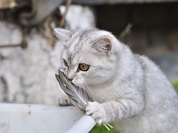 Animals, Cats HD wallpaper