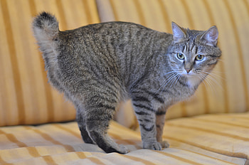 Animals, Cat, Striped, Sofa, Bobtail HD wallpaper