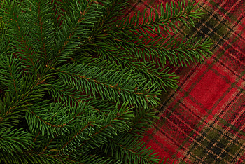 Pine, Macro, Branch, Needles, Plaid HD wallpaper