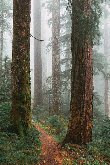 Nature, Trees, Forest, Fog, Path HD phone wallpaper