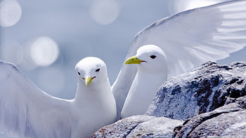 Kittiwakes, sweet, birds, , cute, wild, wildlife, animals, nature HD wallpaper