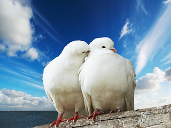 Animals, Birds HD wallpaper