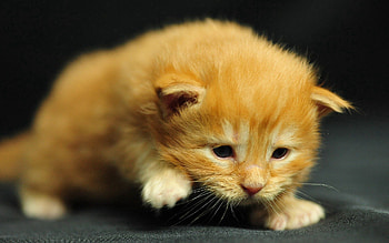 Animals, Kitty, Kitten, Striped, Stroll, Kid, Tot HD wallpaper