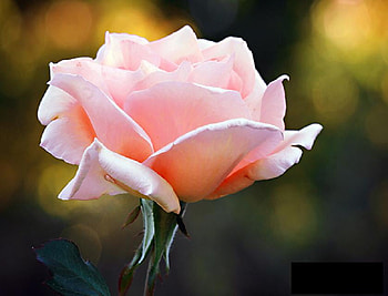 just rosey, delecate, plants, soft, nice, rose, blossoms, nature, flowers, blooms, lovely HD wallpaper