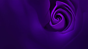 Violet Rose Oppo R15 Stock HD wallpaper