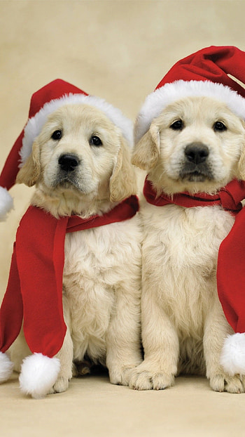 Cute Christmas, Cute Dogs HD phone wallpaper