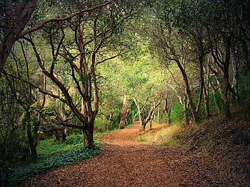 Bend in the Way, leaves, path, green, trees, glummy, nature, forest HD wallpaper