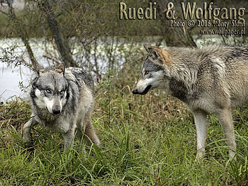 wolfgang threatning ruedi, ruedi, 2 wolves, wolves, wolfgang HD wallpaper