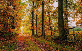 Path in Autumn Forest, in, Autumn, Forest, Path HD wallpaper