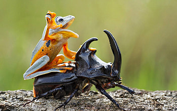 The rider, black, situation, frog, radasca, orange, stag beetle, green, broasca, hendy mp, funny, rider HD wallpaper