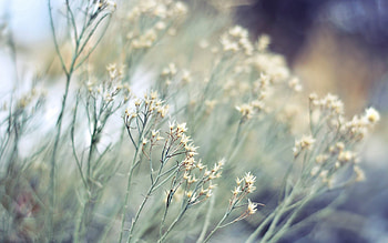 Grass, Plant, Macro, Branch HD wallpaper