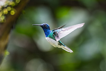 Hummingbird, Animal, Bird, Birds HD wallpaper