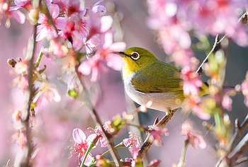 Animal, Japanese white-eye HD wallpaper