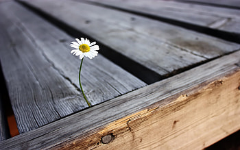 Plants, Flowers, Camomile HD wallpaper