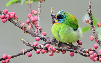 Animals, Birds HD wallpaper