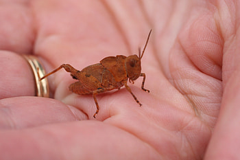 In God's Hand 2 , orange, ring, grasshopper, hand HD wallpaper