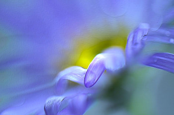 Engraved in Blue, blue, casual, flower, soft, engraved, nature, filter HD wallpaper
