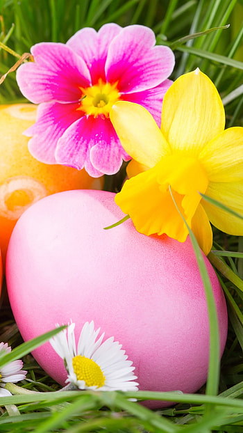 Easter, Grass Background, flowers HD phone wallpaper