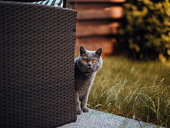 Adorable, gray cat, stare HD wallpaper