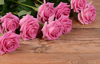 Roses, rose, pink, beautiful, flower HD wallpaper