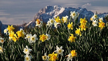 Nature, Flowers, Narcissussi, Plant HD wallpaper