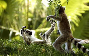 Animals, Lemurs HD wallpaper