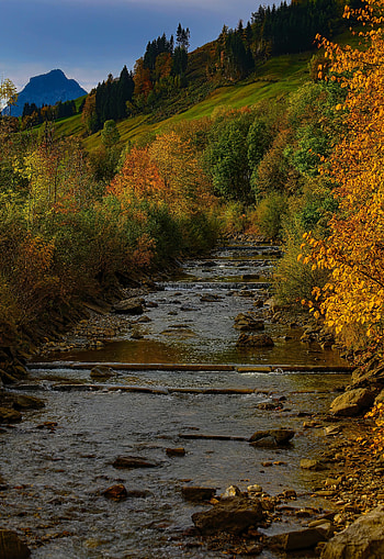 Nature, Rivers, Trees, Autumn, Flow, Stream HD phone wallpaper