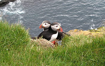 Animals, Grass, Bird, Couple, Pair, Dead Ends, Deadlocks HD wallpaper