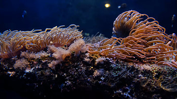 Underwater coral reef, stock video, Marine biodiversity, Oceanic beauty HD wallpaper