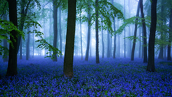 Blue Flower Bluebell Fog Forest Nature Background Flowers HD wallpaper