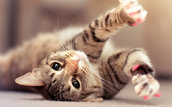 Lovely cat, , Pixelstalk. net HD wallpaper