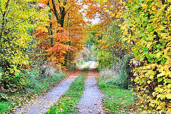 colorful roads, colorful, plants, way path, trees, nature, roads HD wallpaper