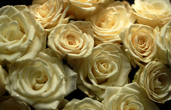 Plants, Flowers, Roses HD wallpaper