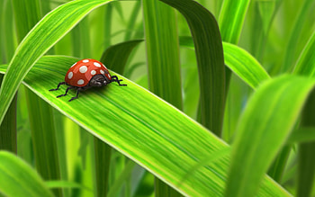 Green Day, lady bug, lady, 3d, bug, abstract, cg, animals, insect, ladybug, art, res, hot, insects, grass, spots, black spots, leaves, bugs, green, cool, nature HD wallpaper
