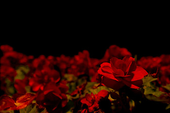 Red Flowers, nature, flowers, dark, macro HD wallpaper
