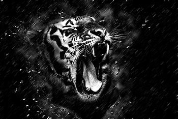 Animals, Grin, Predator, Bw, Chb, Tiger, Fangs HD wallpaper