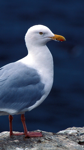 Glaucous, Seagull Herd HD phone wallpaper
