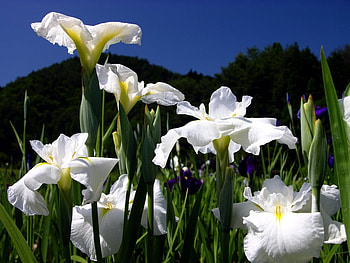 White flowers, white, flowers HD wallpaper