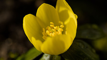 Yellow Aconite Winter Flower Petals Blur Background Macro HD wallpaper