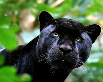 Panther (for Joanne), animal, black, , eyes, , wild, big, panther, nature, wall, , forest HD wallpaper