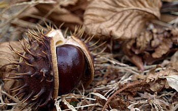 Chestnut tree, 10 , Nature HD wallpaper