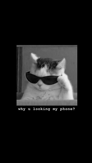 lockscreen. Sassy , Cat , Funny , Aesthetic Cat HD phone wallpaper