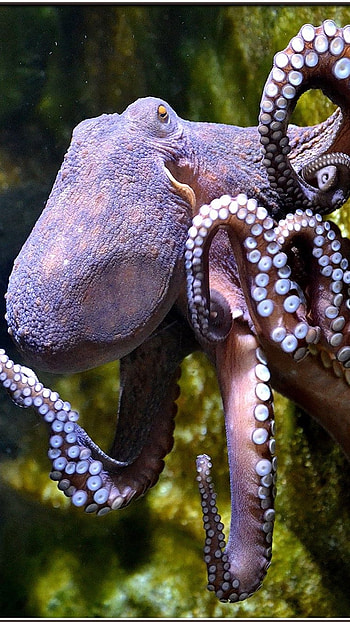 Octopus, Amazing Ocean Animal, amzing ocean animal HD phone wallpaper