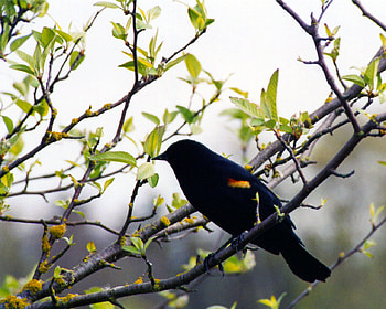 Black bird, nature, black, bird, forest HD wallpaper